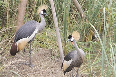浙江寧波杭州灣國(guó)家濕地公園觀鳥節(jié)啟幕