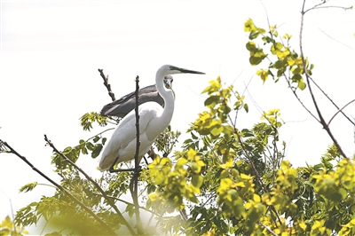 浙江寧波杭州灣國(guó)家濕地公園觀鳥節(jié)啟幕