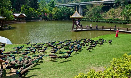 國(guó)內(nèi)最美的森林公園你去過(guò)幾個(gè)？