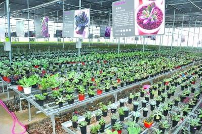 一個偏遠貧困小縣如何發展為鮮切花之鄉？