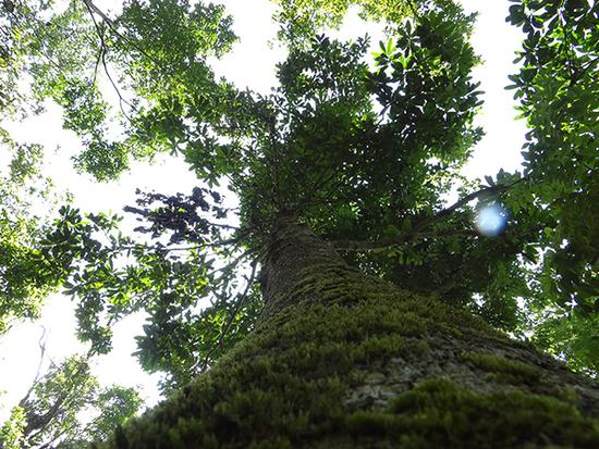 近半極小種群野生植物未納入國(guó)家保護(hù)名錄