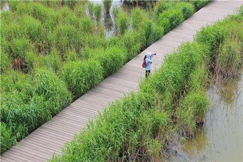 鳥(niǎo)類(lèi)天堂——河北唐山曹妃甸濕地