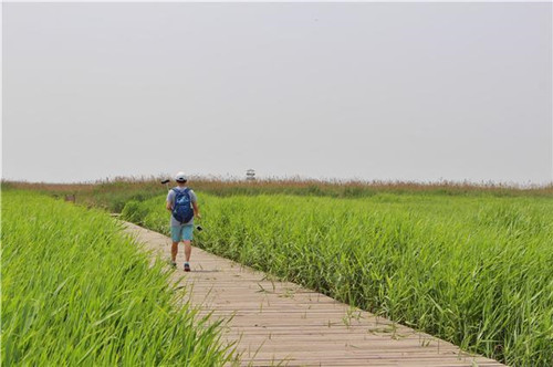 鳥(niǎo)類(lèi)天堂——河北唐山曹妃甸濕地