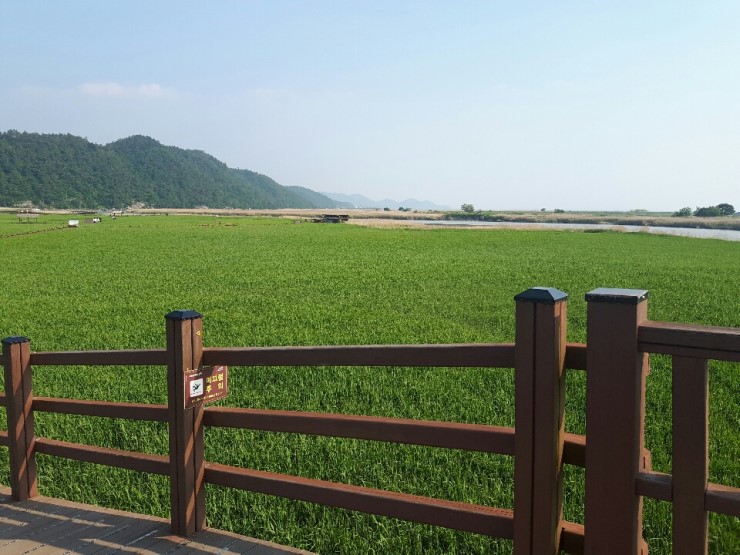 韓國(guó)順天灣濕地的秘密