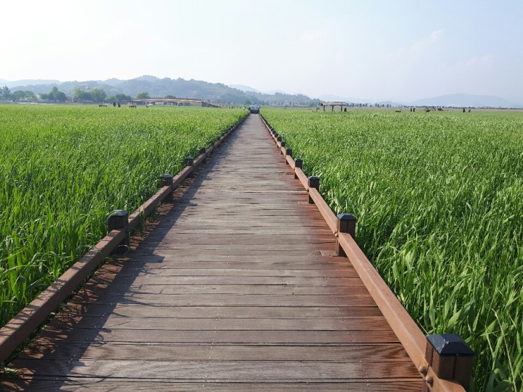 韓國(guó)順天灣濕地的秘密