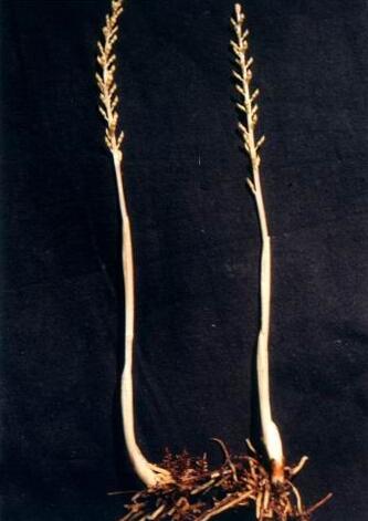 吉林長白山發(fā)現(xiàn)罕見植物尖唇鳥巢蘭