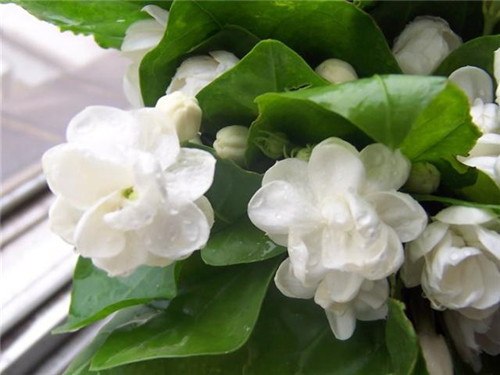 植物知識：濃香花卉不宜室內(nèi)觀賞
