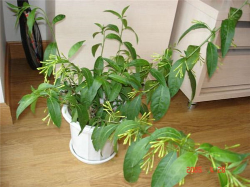 植物知識：濃香花卉不宜室內(nèi)觀賞