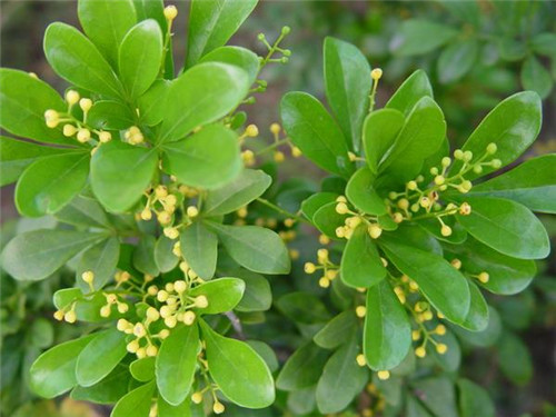 植物知識：濃香花卉不宜室內(nèi)觀賞