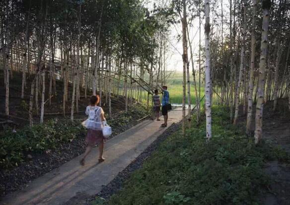 國(guó)內(nèi)雨水花園實(shí)踐：黑龍江群力雨水花園