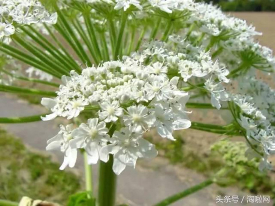 美國多州驚現(xiàn)恐怖植物 接觸后后果非常嚴(yán)重