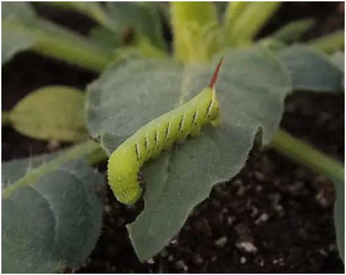 植物和昆蟲神奇的協(xié)同進化