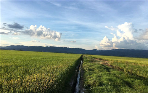 植保無人機效率這么高 為何農(nóng)民難接受？