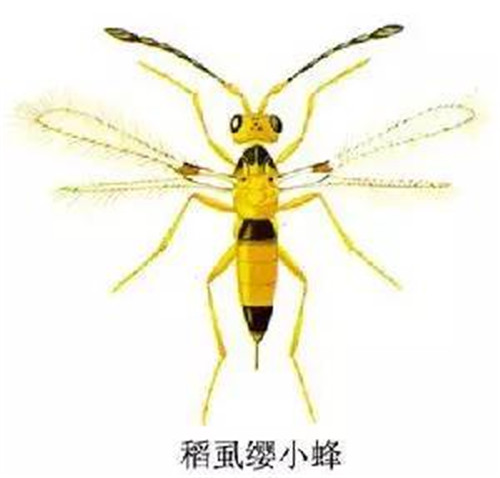 這些園林植物的守護神，請別傷害它們！