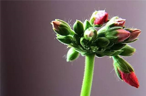 居家養(yǎng)花如何控制花卉植物的花期？