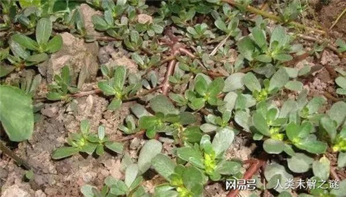 植物也會像動物一樣爭奪地盤以維持生存？