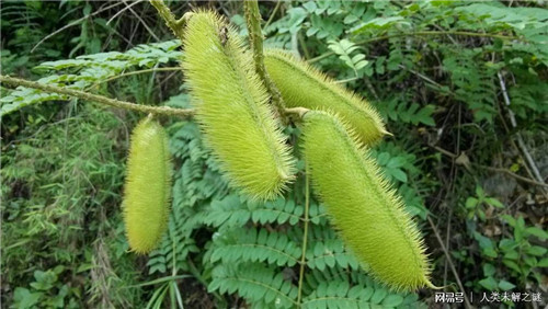 植物也會像動物一樣爭奪地盤以維持生存？