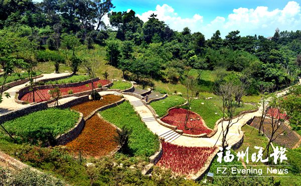 鼓樓四大茉莉園70萬(wàn)株茉莉盛開
