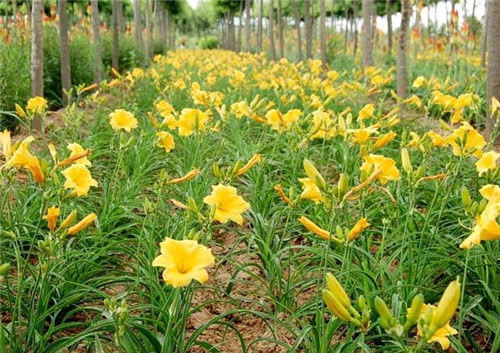 北方地區(qū)屋頂綠化常用植物（地被類）