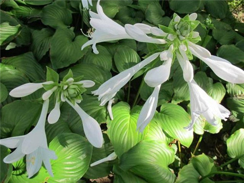 北方地區(qū)屋頂綠化常用植物（地被類）