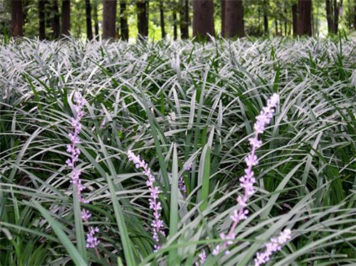 北方地區(qū)屋頂綠化常用植物（地被類）