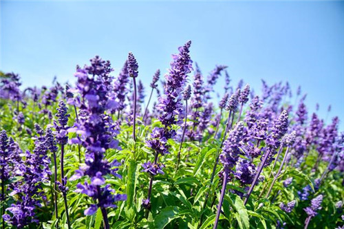 北方地區(qū)屋頂綠化常用植物（地被類）