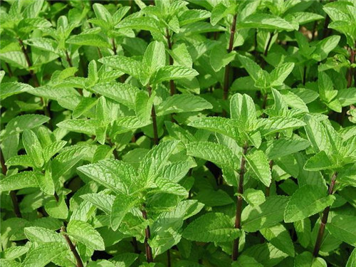 北方地區(qū)屋頂綠化常用植物（地被類）