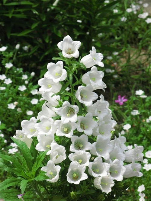 北方地區(qū)屋頂綠化常用植物（地被類）