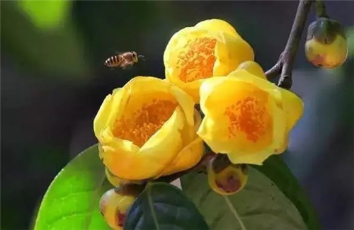 廣西防城自然保護(hù)區(qū)有50多萬株野生金花茶