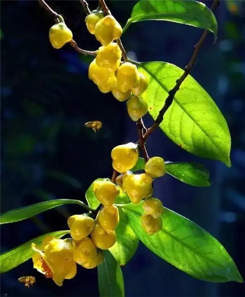 廣西防城自然保護(hù)區(qū)有50多萬株野生金花茶