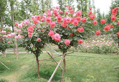 “控花技術(shù)”讓月季花國慶節(jié)前后也能盛放