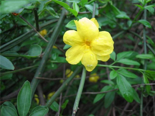 這些花卉中不為人知的親戚關(guān)系你知道嗎