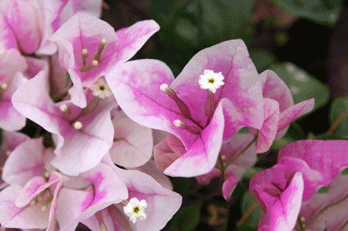 這些花卉中不為人知的親戚關(guān)系你知道嗎