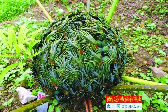 評(píng)估稱中國有35784種植物
