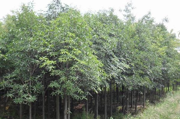 國家珍稀瀕危、Ⅲ級保護植物——紅花木蓮