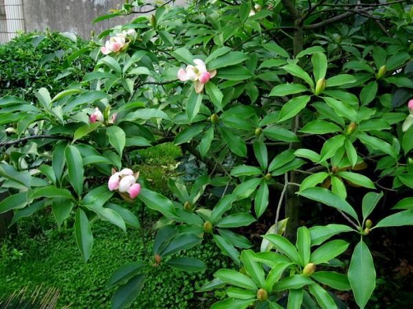 國家珍稀瀕危、Ⅲ級保護植物——紅花木蓮