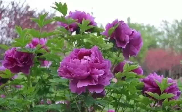如何設(shè)計(jì)陽(yáng)臺(tái)花園
