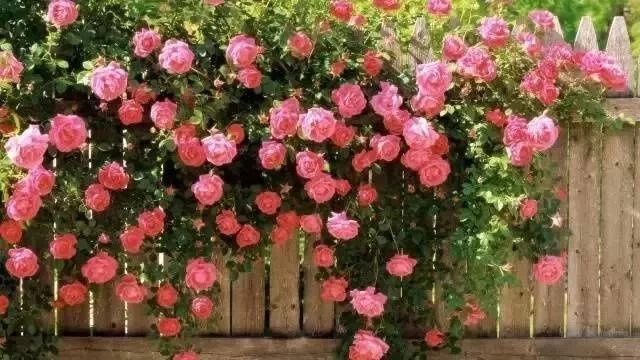 如何設(shè)計(jì)陽(yáng)臺(tái)花園