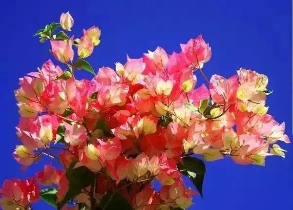 如何設(shè)計(jì)陽(yáng)臺(tái)花園