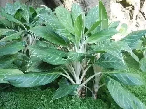 如何設(shè)計(jì)陽(yáng)臺(tái)花園