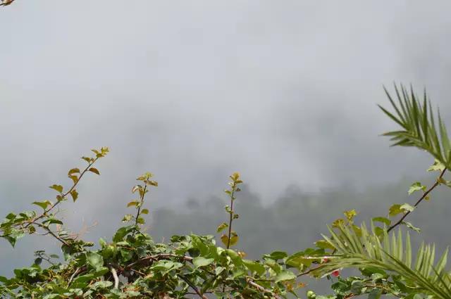 哀牢山自然保護區(qū)，種植業(yè)的沒落