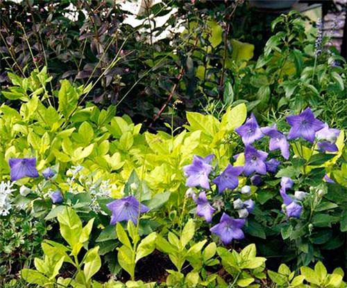 美國(guó)明尼蘇達(dá)耐陰花園設(shè)計(jì)