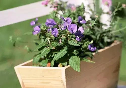 不想給花卉換盆，花卉盆土不板結怎么辦