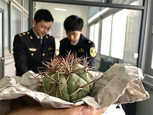 大量瀕危植物在江蘇蘇州國(guó)際郵件口岸落網(wǎng)