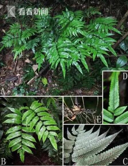 辰山植物園研究團隊發(fā)現新隱存種印禪雙蓋蕨