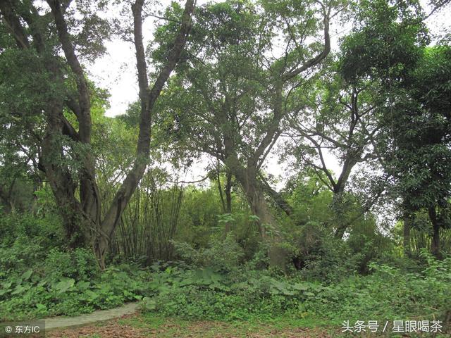 關(guān)于普洱茶古樹(shù)純料的探討