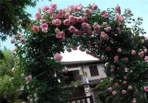 爬藤花卉種起來，夏天花開滿墻！