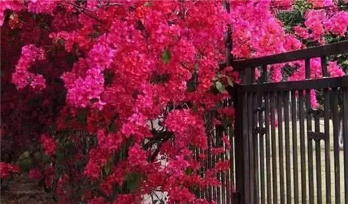 爬藤花卉種起來，夏天花開滿墻！