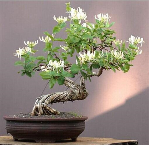 這花卉種庭院美哭了，清香撲面，花瓣搖曳