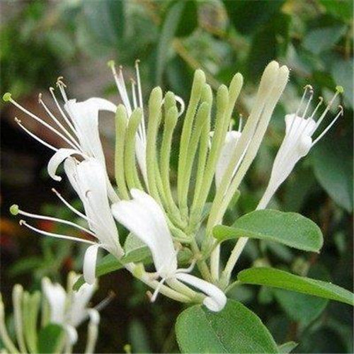 這花卉種庭院美哭了，清香撲面，花瓣搖曳